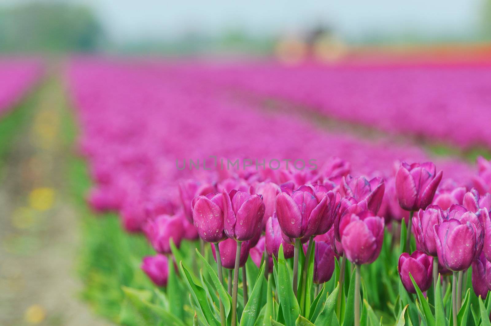 Field Of Tulips by maxoliki
