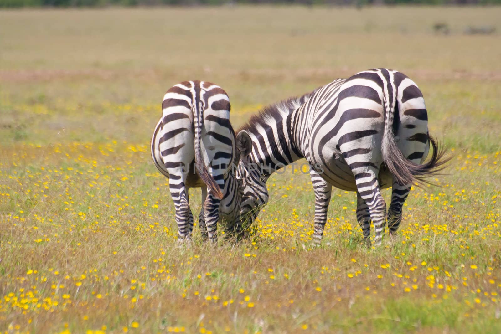 Two zebras grazing in the savannah