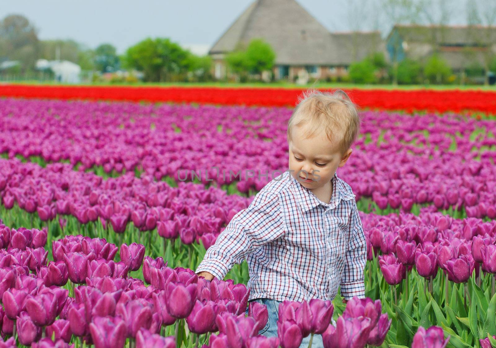 Boy In Tulip Field by maxoliki