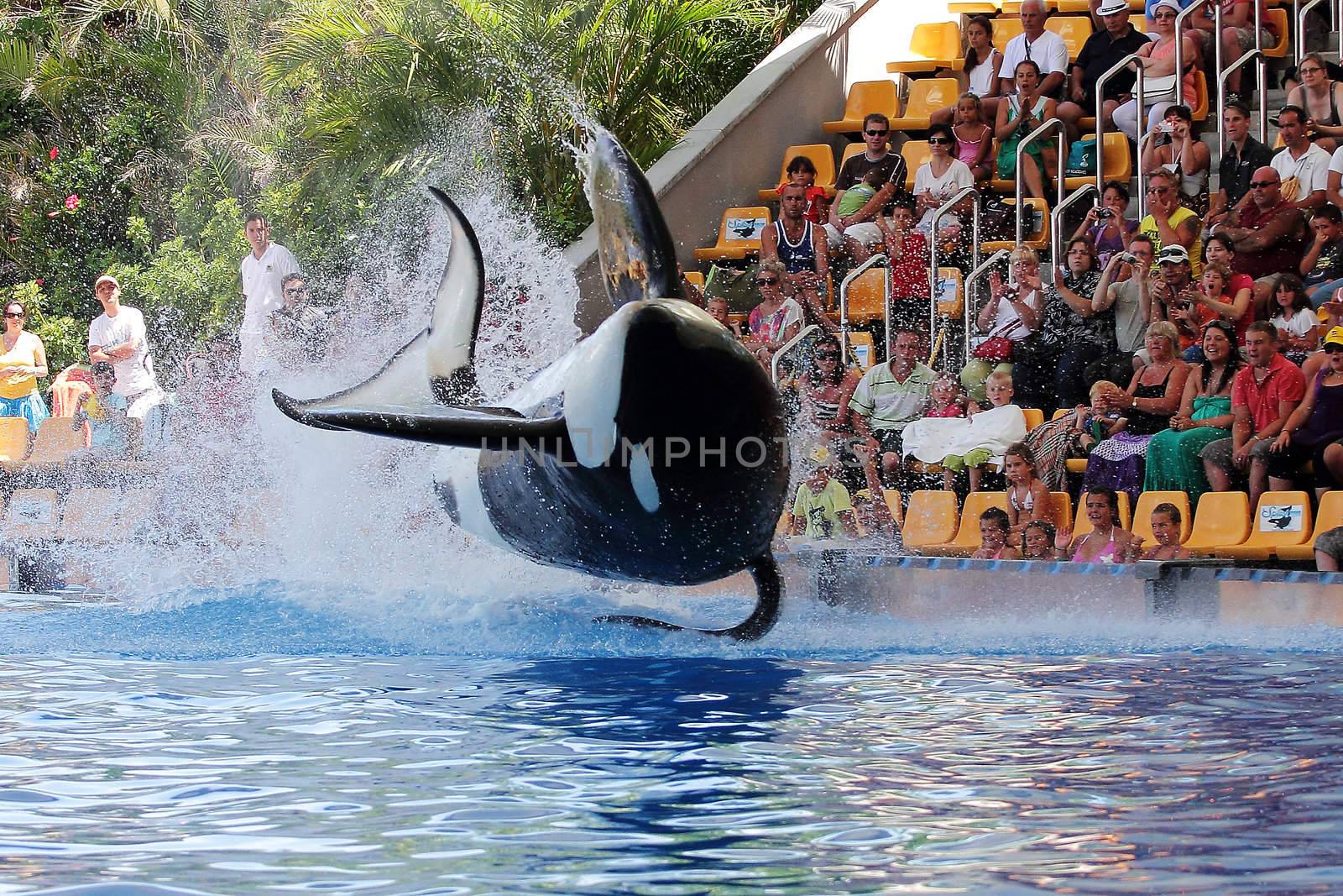 PUERTO DE LA CRUZ, TENERIFE - AUGUST 31: New Orca Ocean exhibit has helped the Loro Parque become Tenerife's second most popular attraction on August 31, 2011 in Puerto De La Cruz, Tenerife.