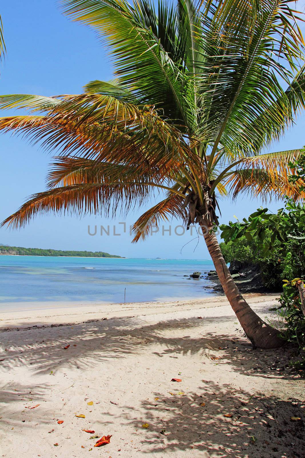 A caribbean beach with white sands and a palm tree