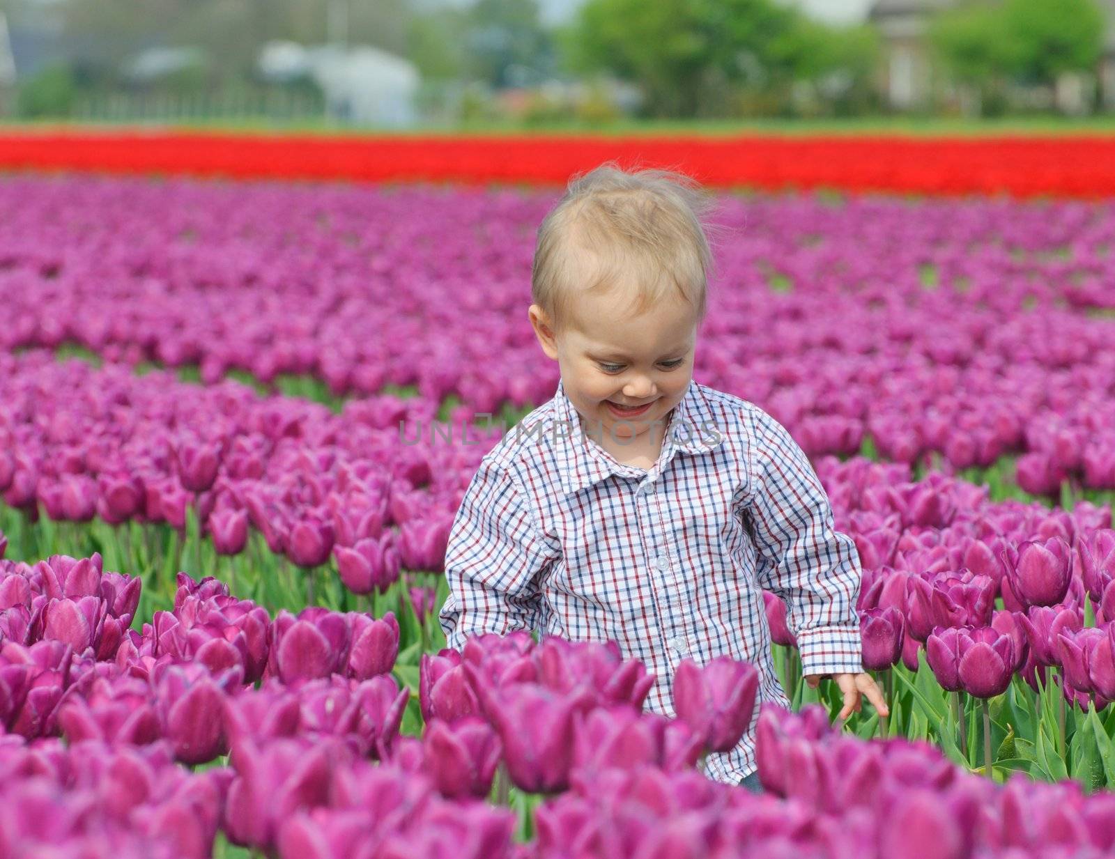 Boy runs between of the purple tulips field