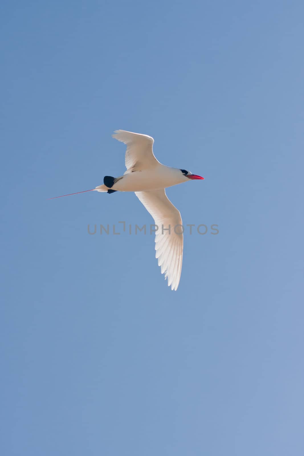 Red-billed tropicbird, seabird of tropical oceans