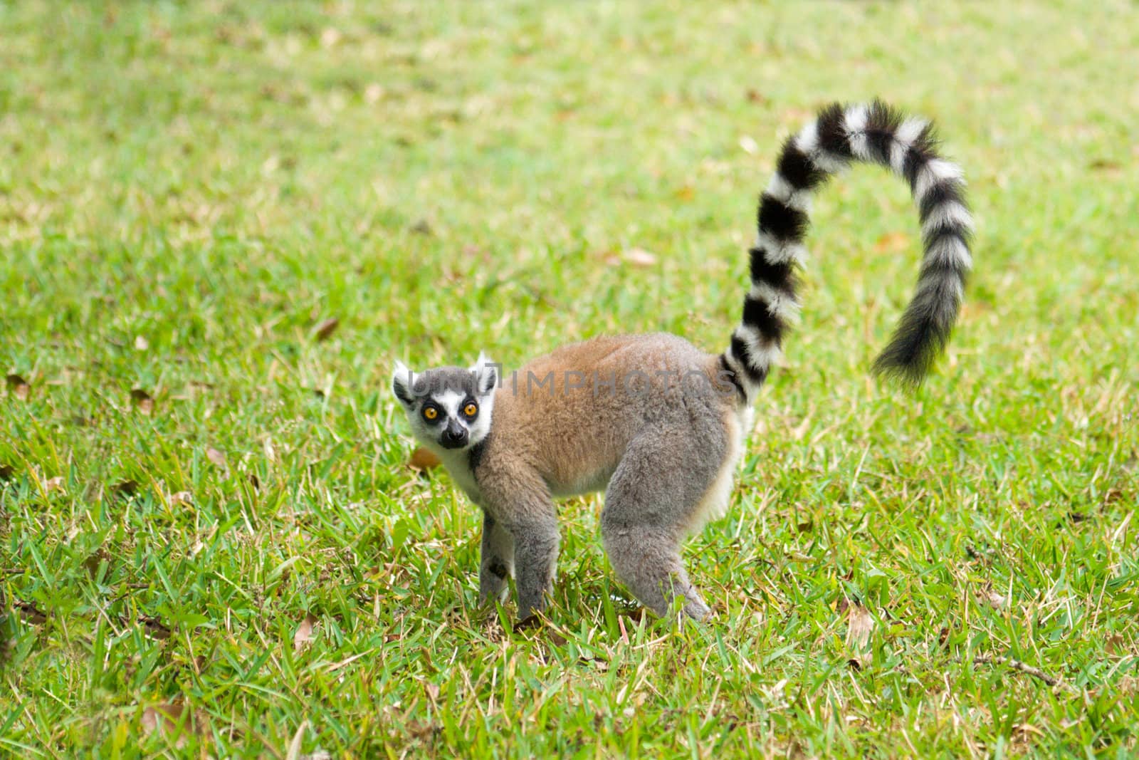Maki, endemic ringtailed lemur of Madagascar (Lemur Catta)