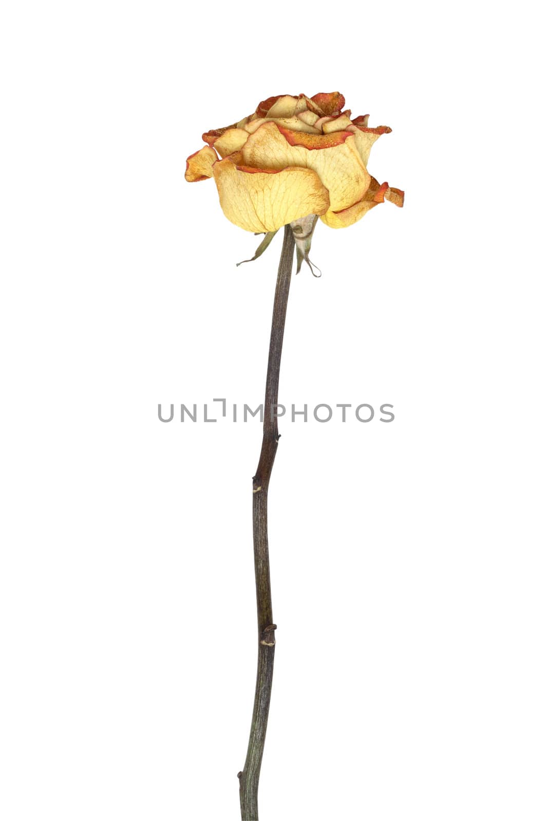 Nice yellow dry rose with high steam. Isolated on white with clipping path