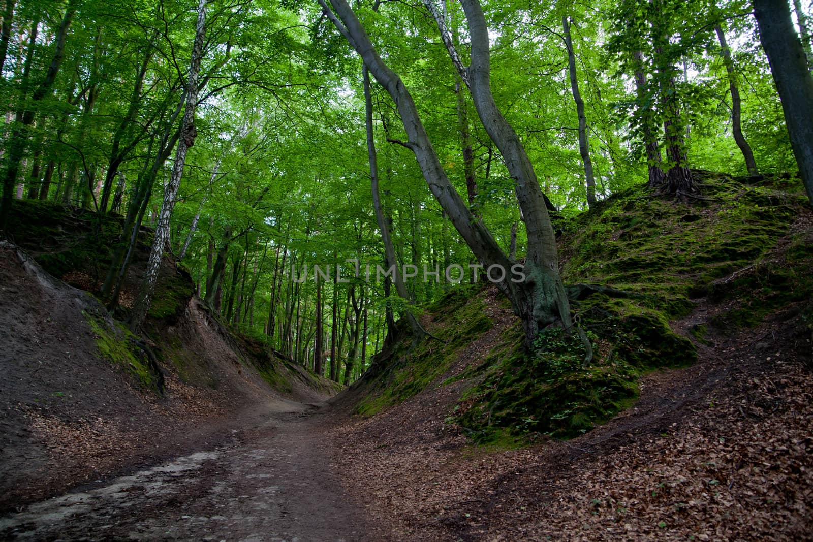 Fresh green forest with trees during autumn
