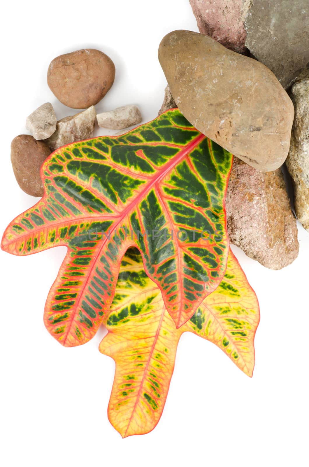 stones with color leaf on a white background