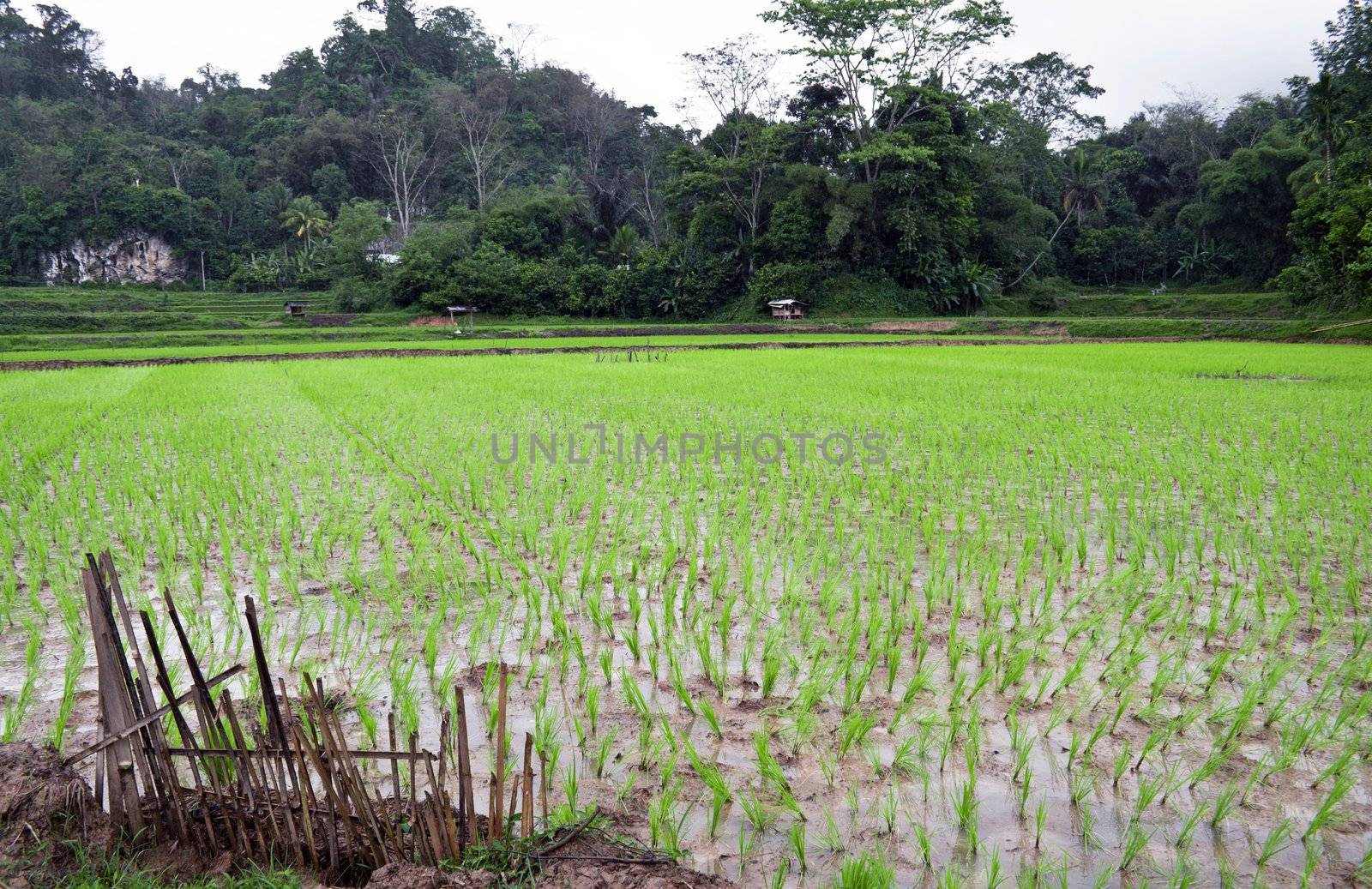 Green rice terrace plantation in indonesian countryside