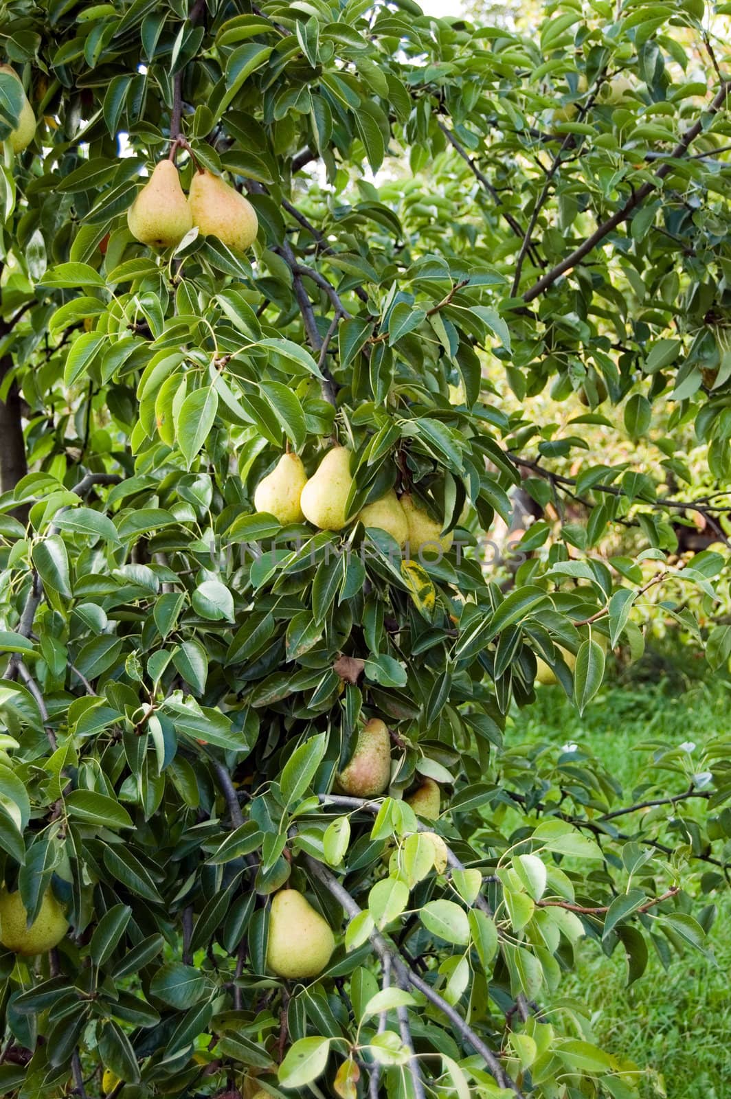 Garden with pear tree