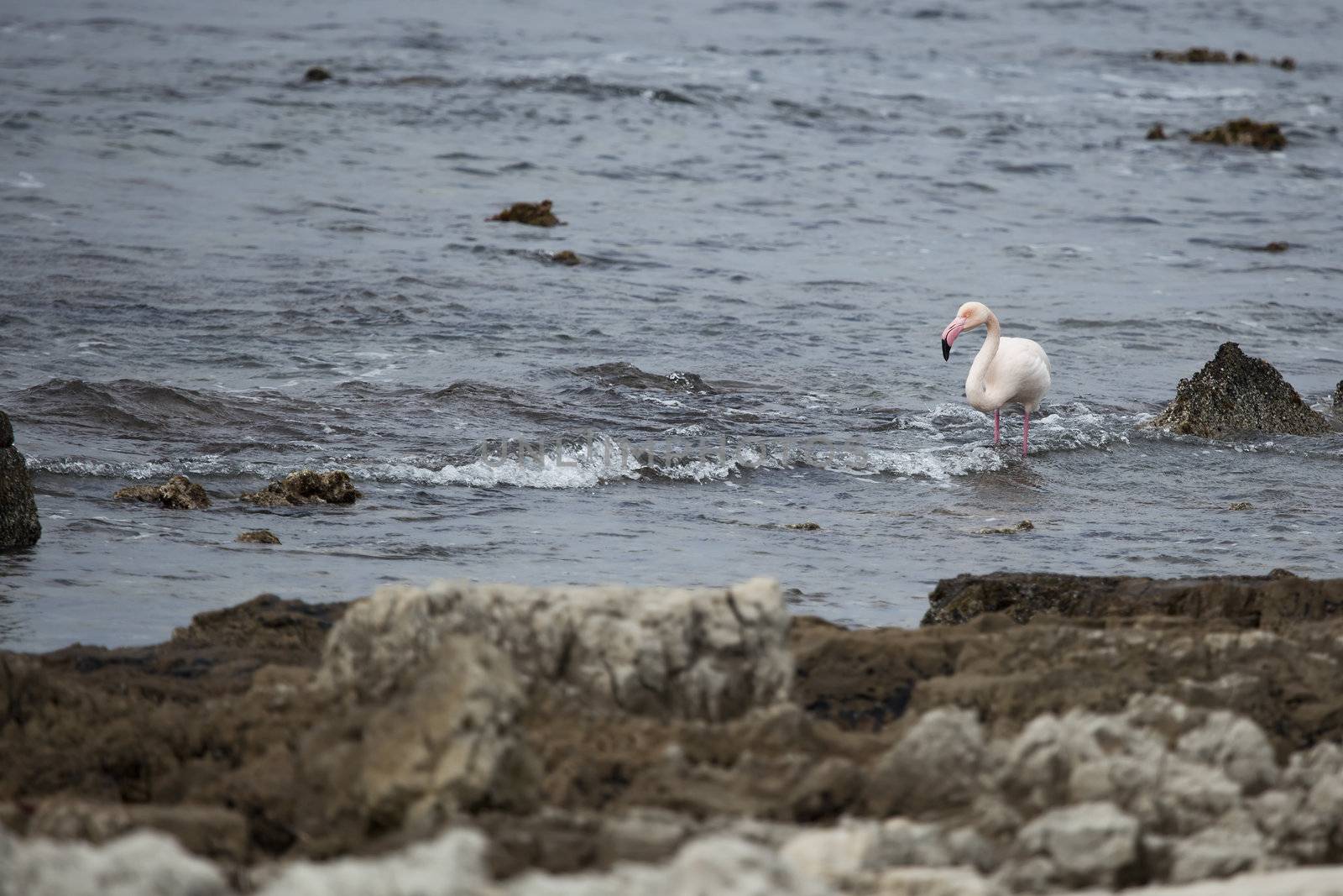 Wild flamingo standing in surf close to rocky shoreline.