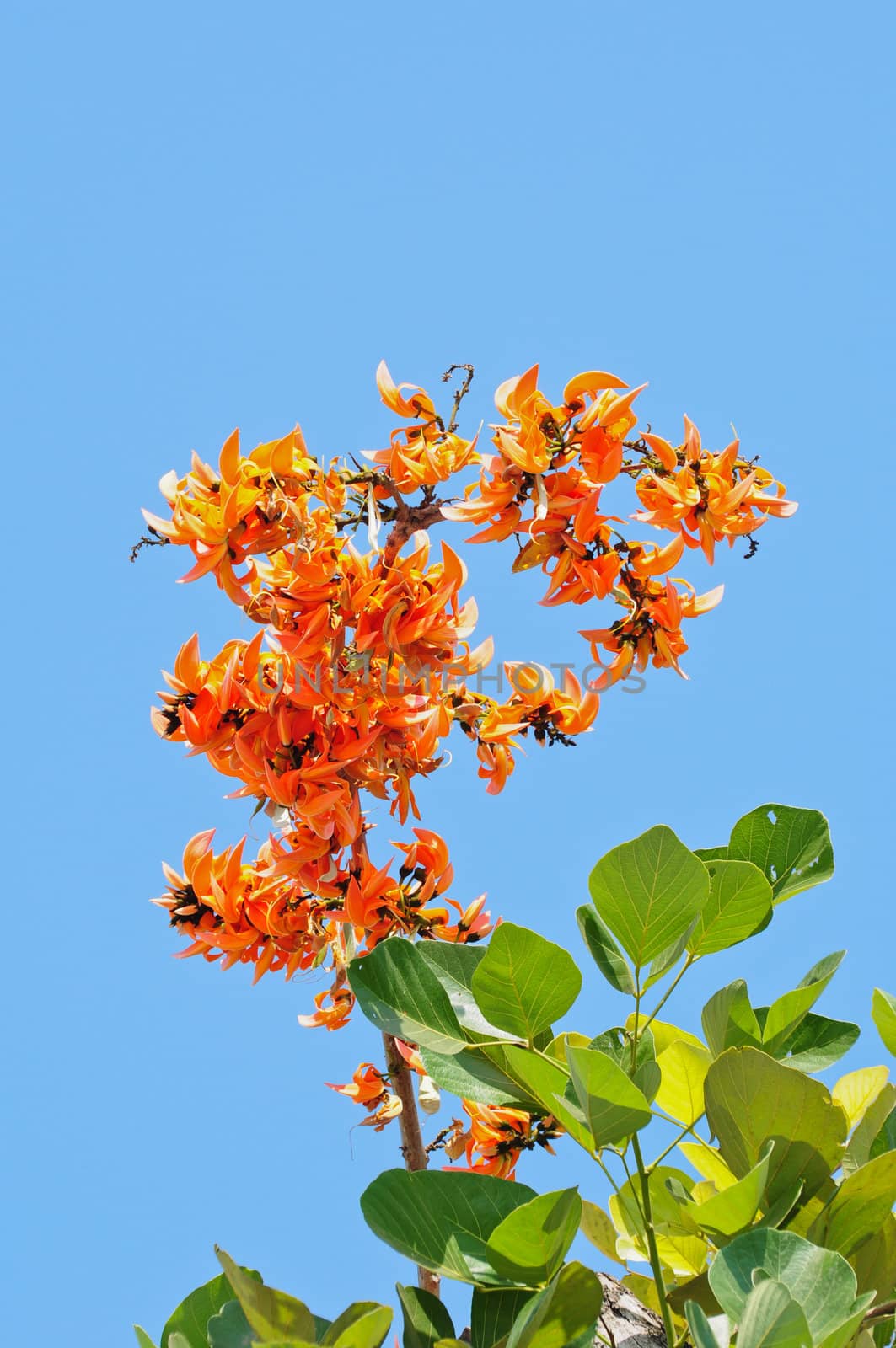 orange flower in thailand