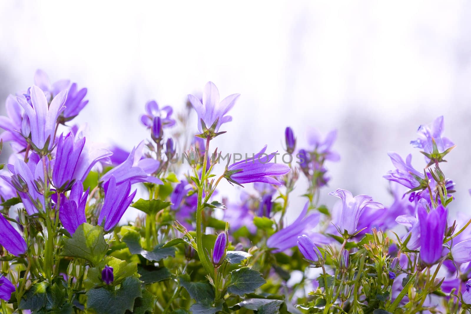 Bellflowers in the garden