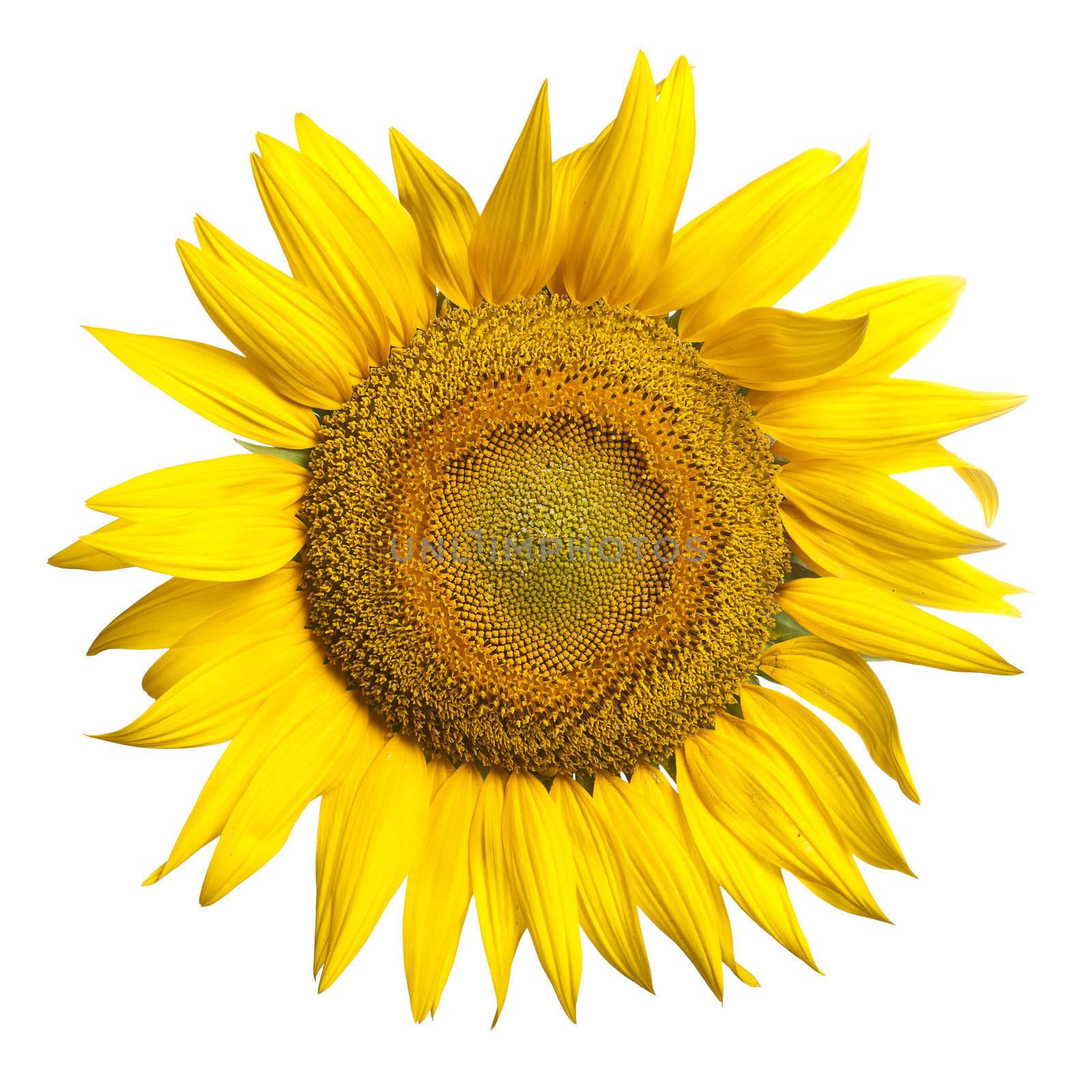 Sunflower by adamr