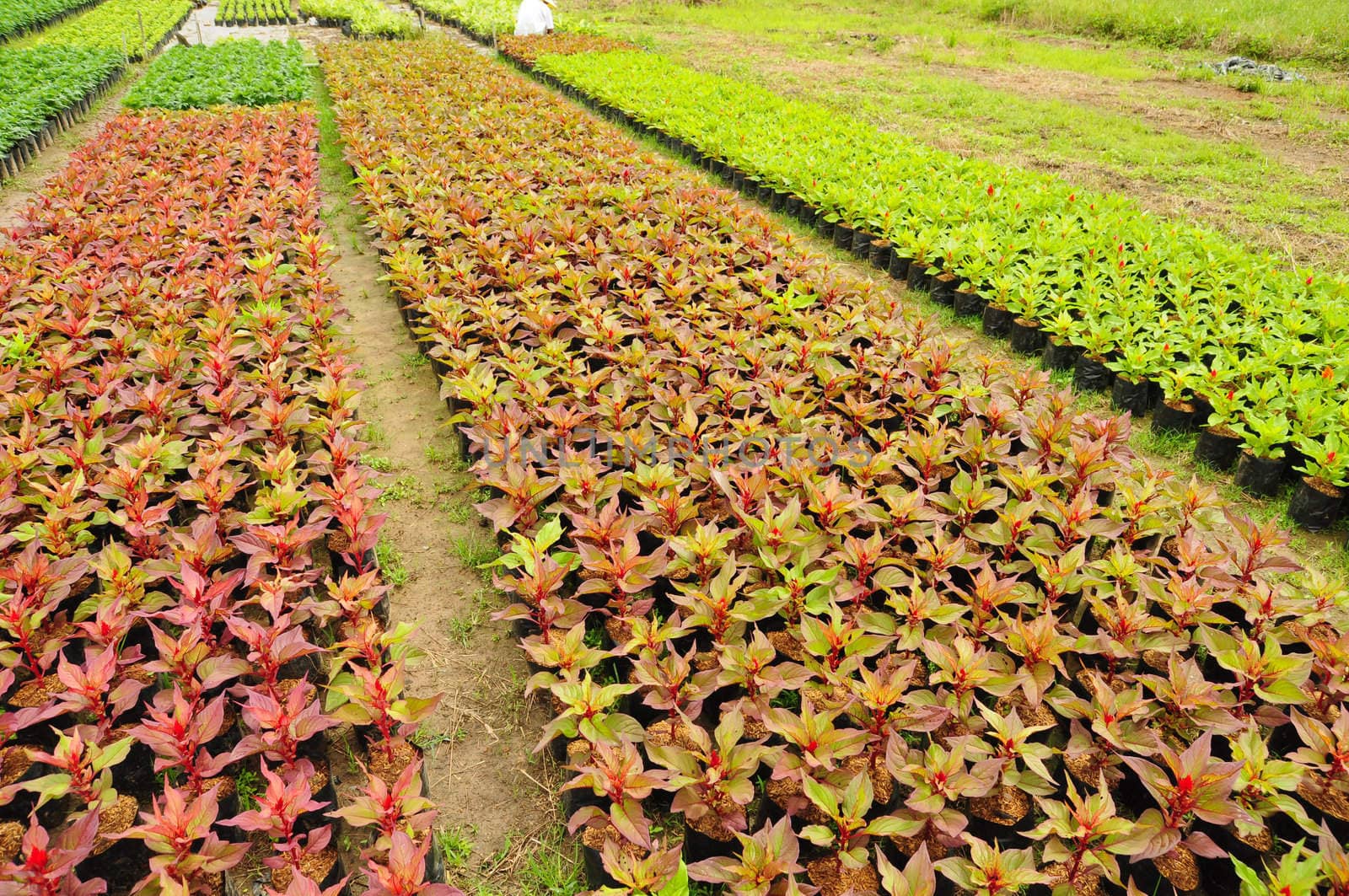 Seedlings of the same sort at farms in Thailand