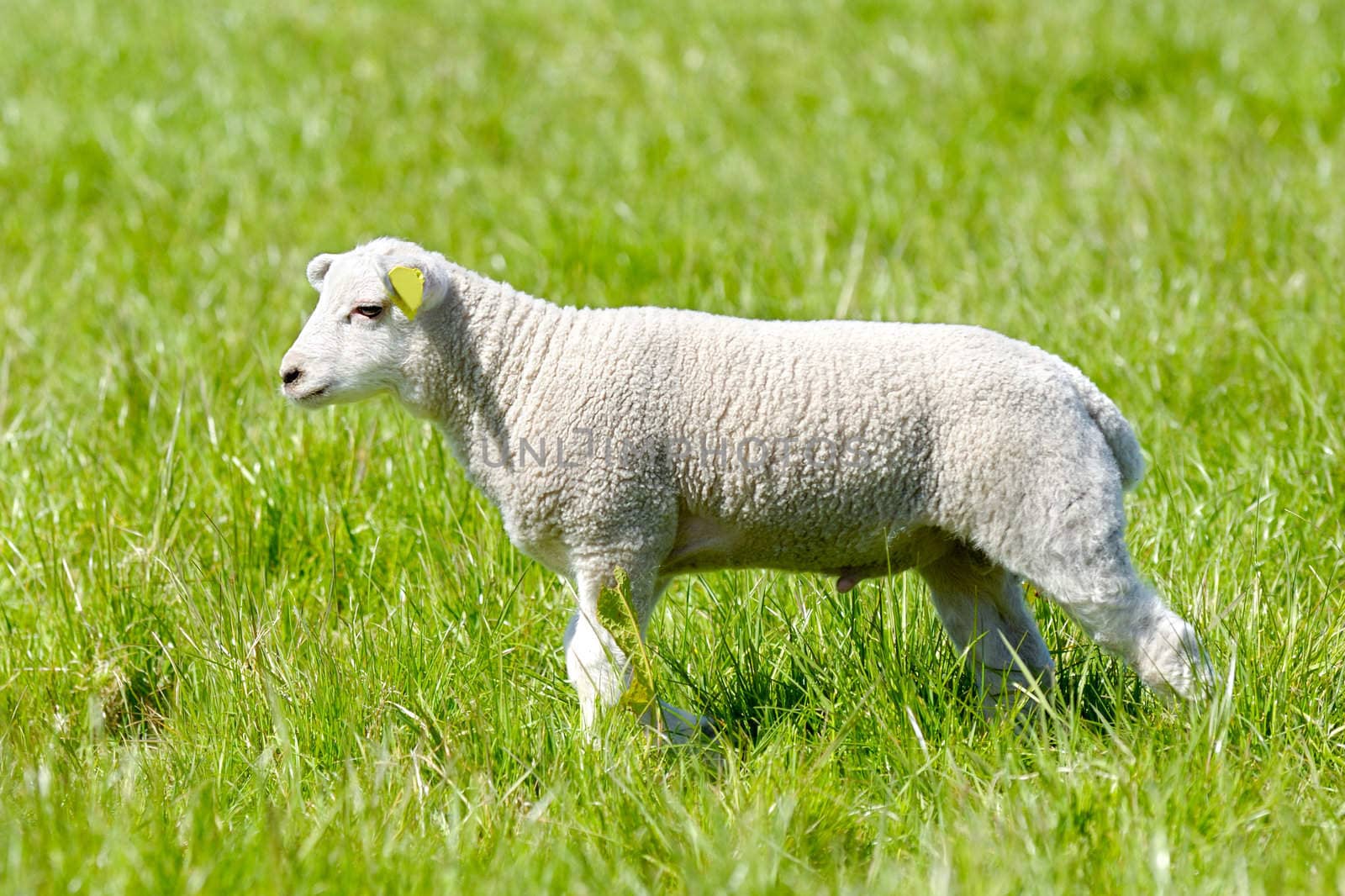Sweet lamb in profile on a green field