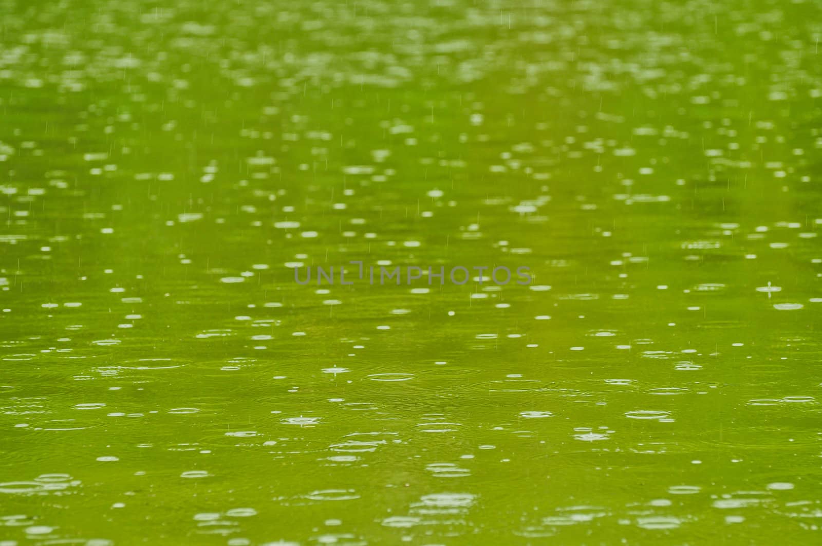 Raining fall on the River