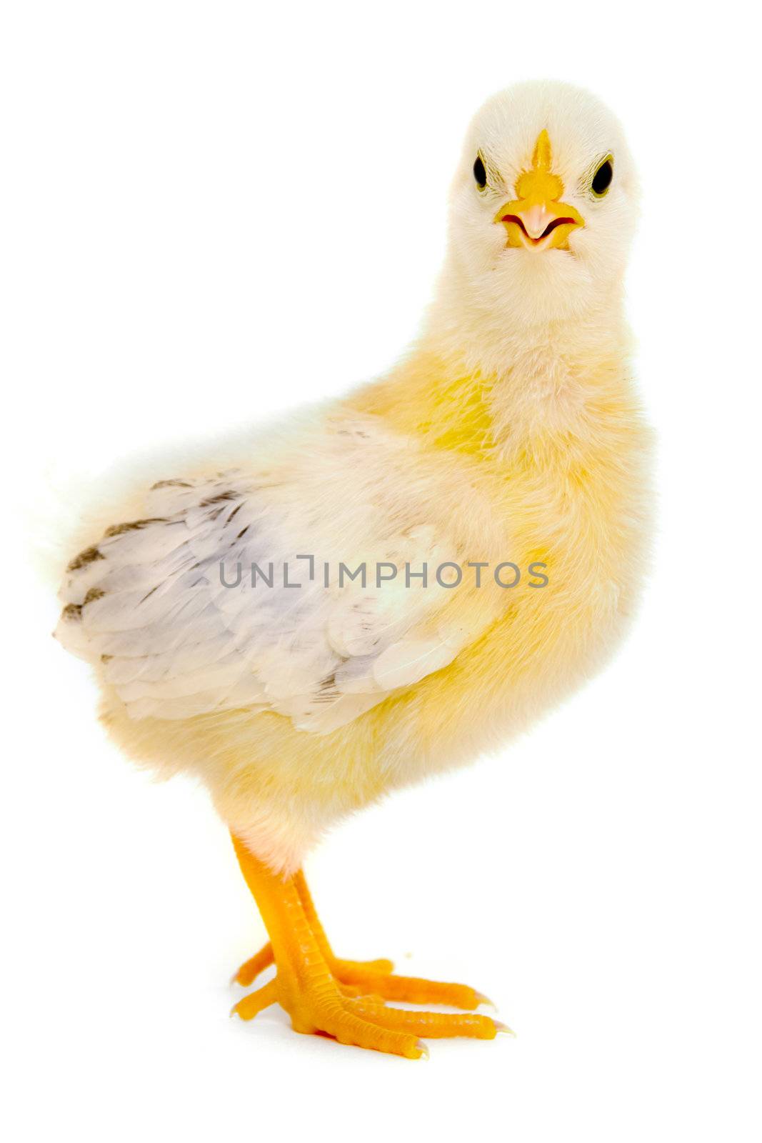 Sweet baby chicken is standing on a clean white background.