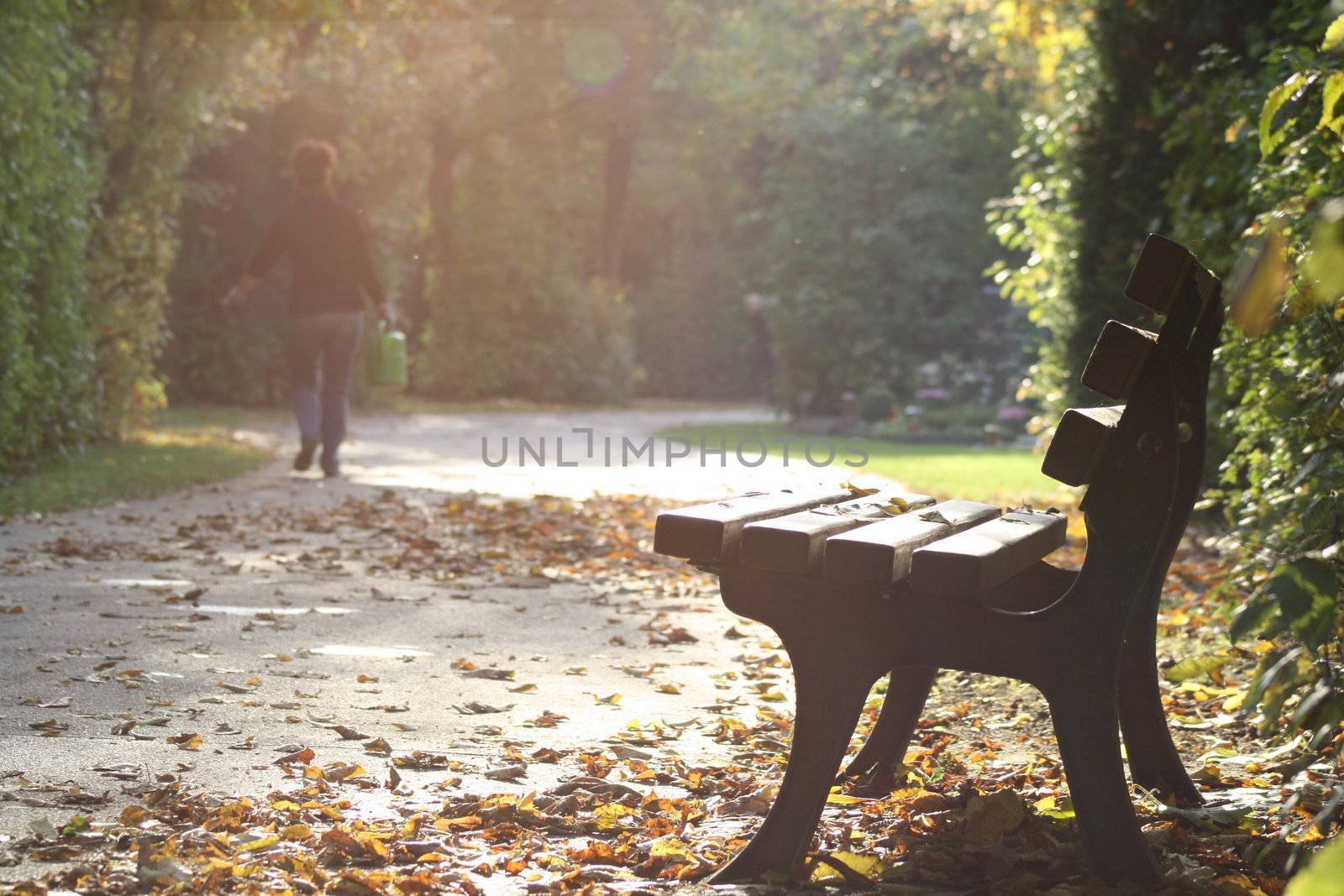 Bench in the park on a sunny day