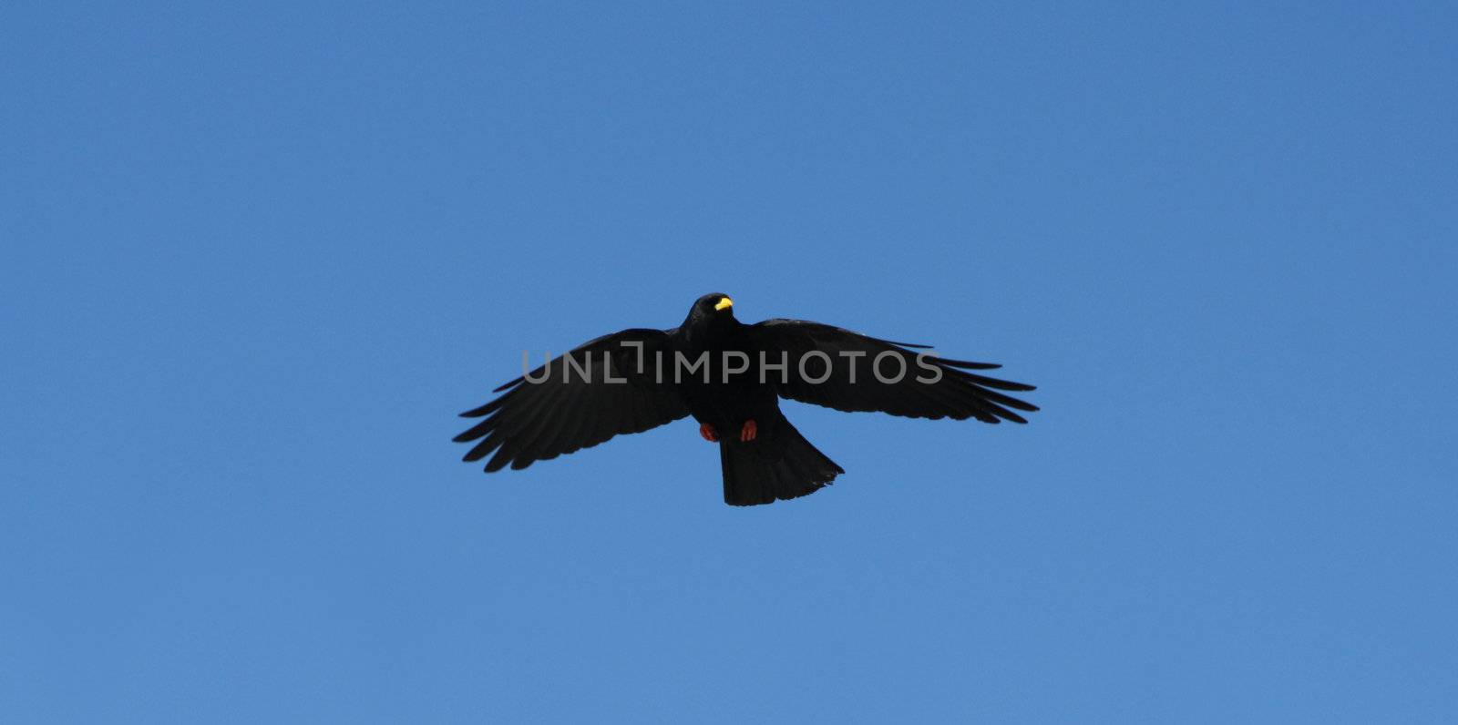 A black crow flies at the blue sky