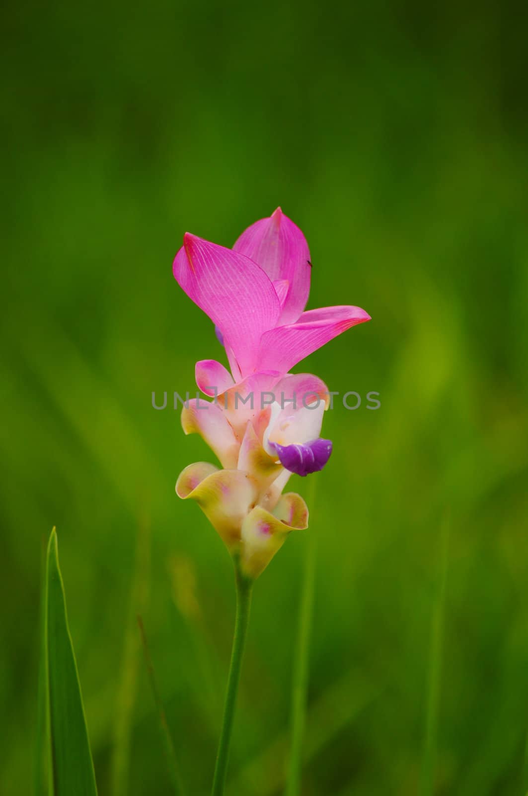 siam tulip flower