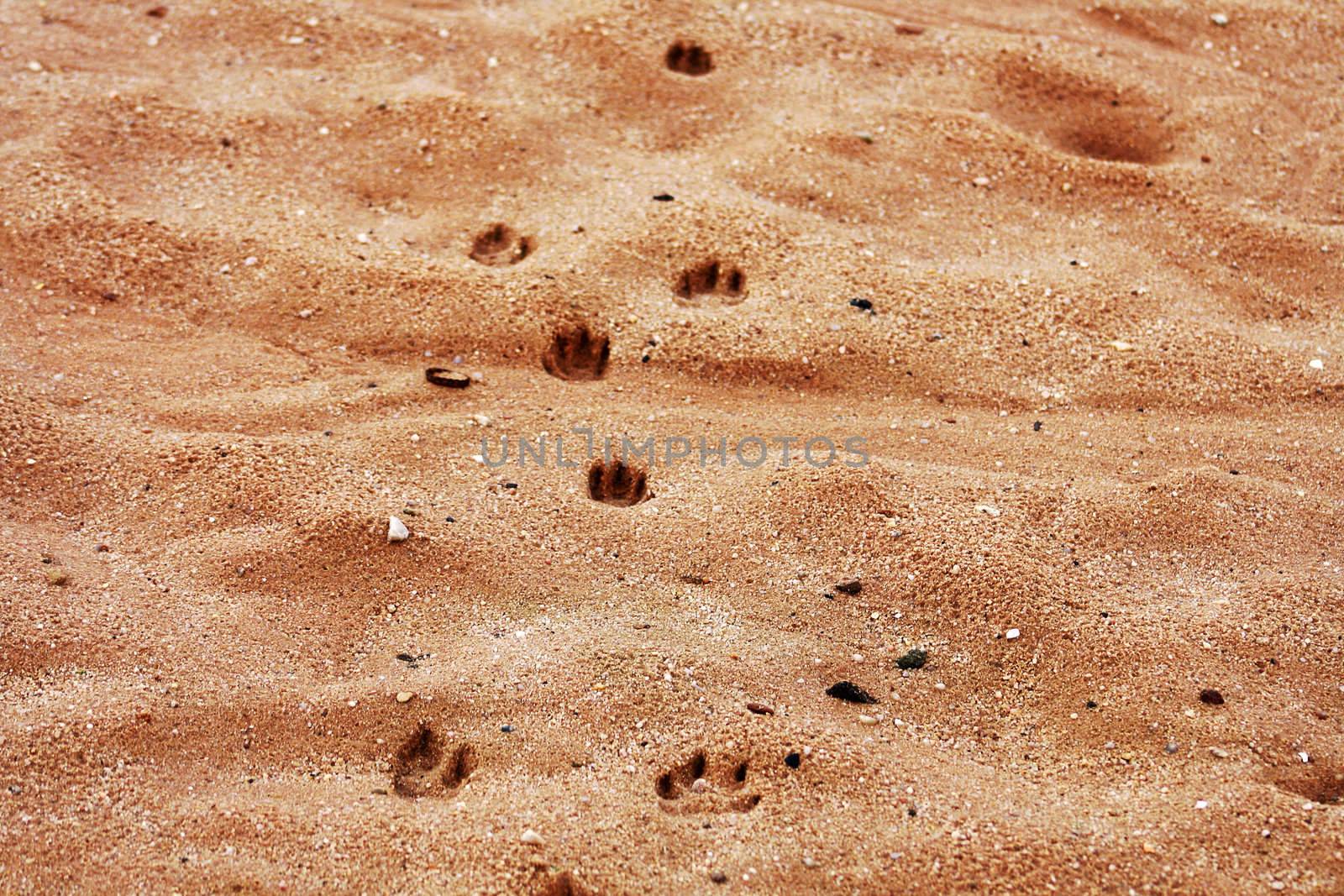 Footprints of animals on the beach