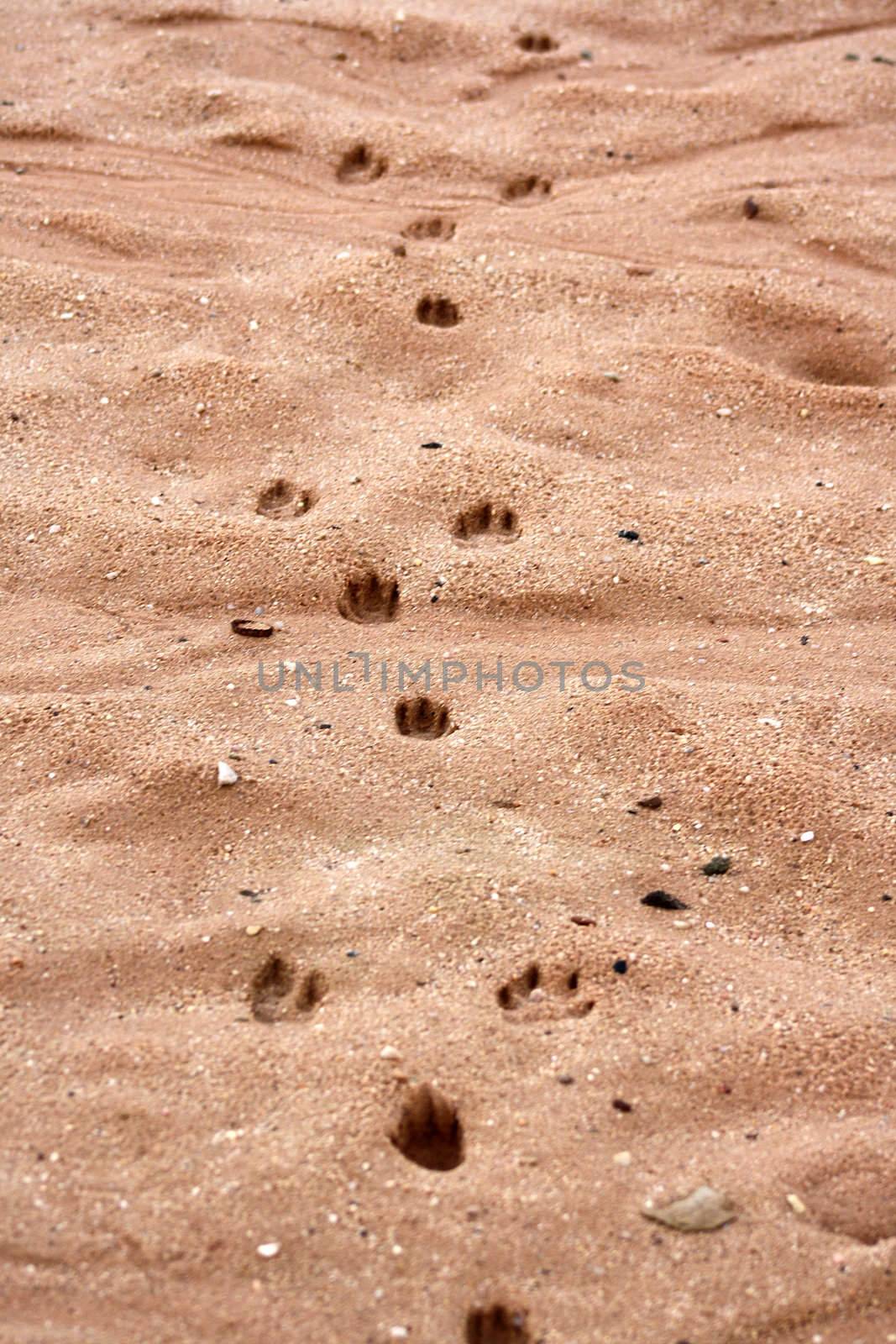 Footprints of animals by photochecker