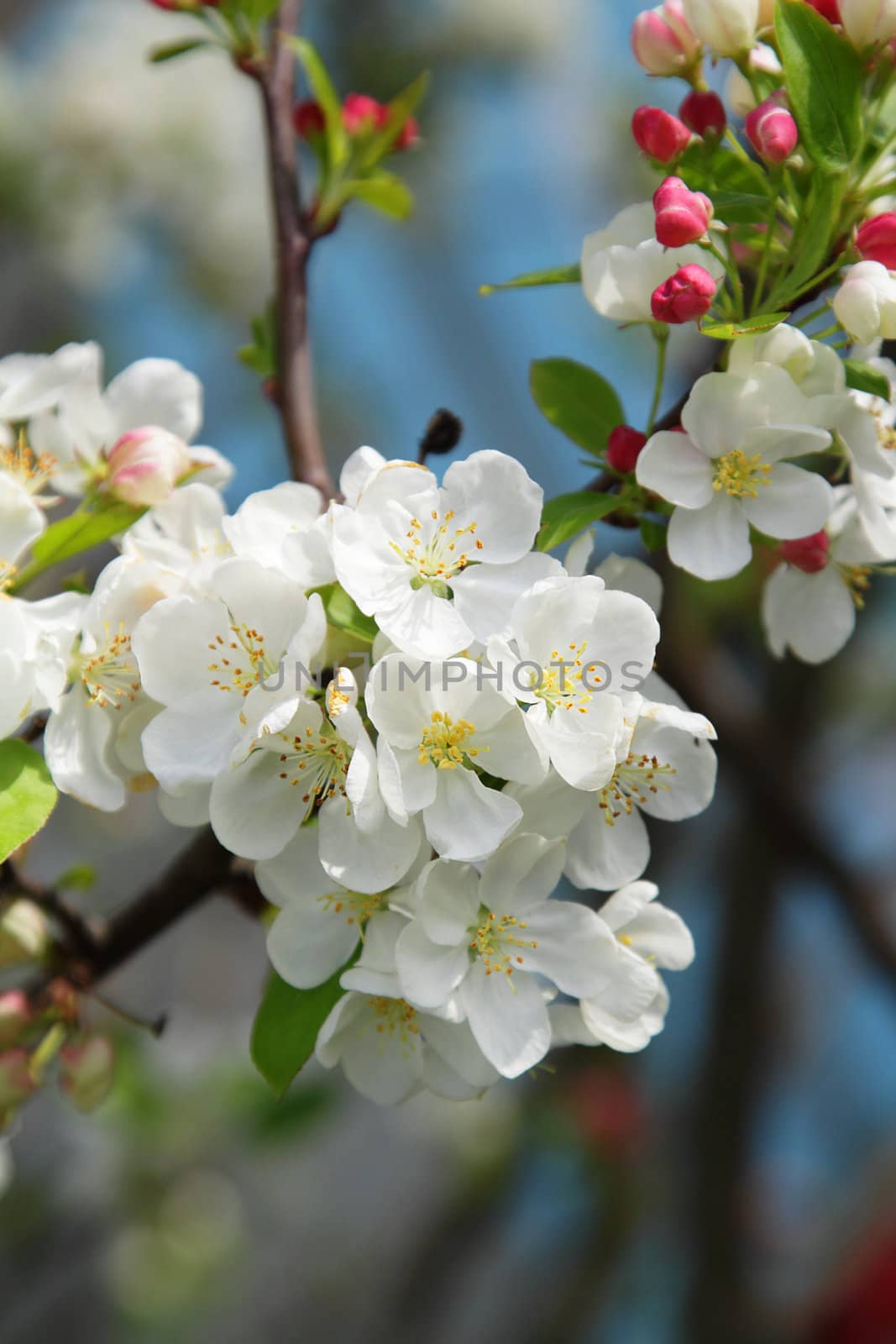 Blooming tree in spring with white flowers