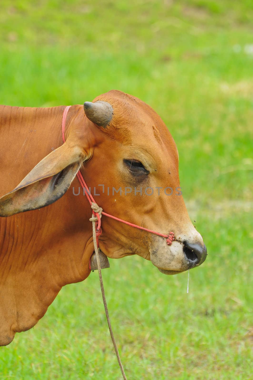 brown cow on green field