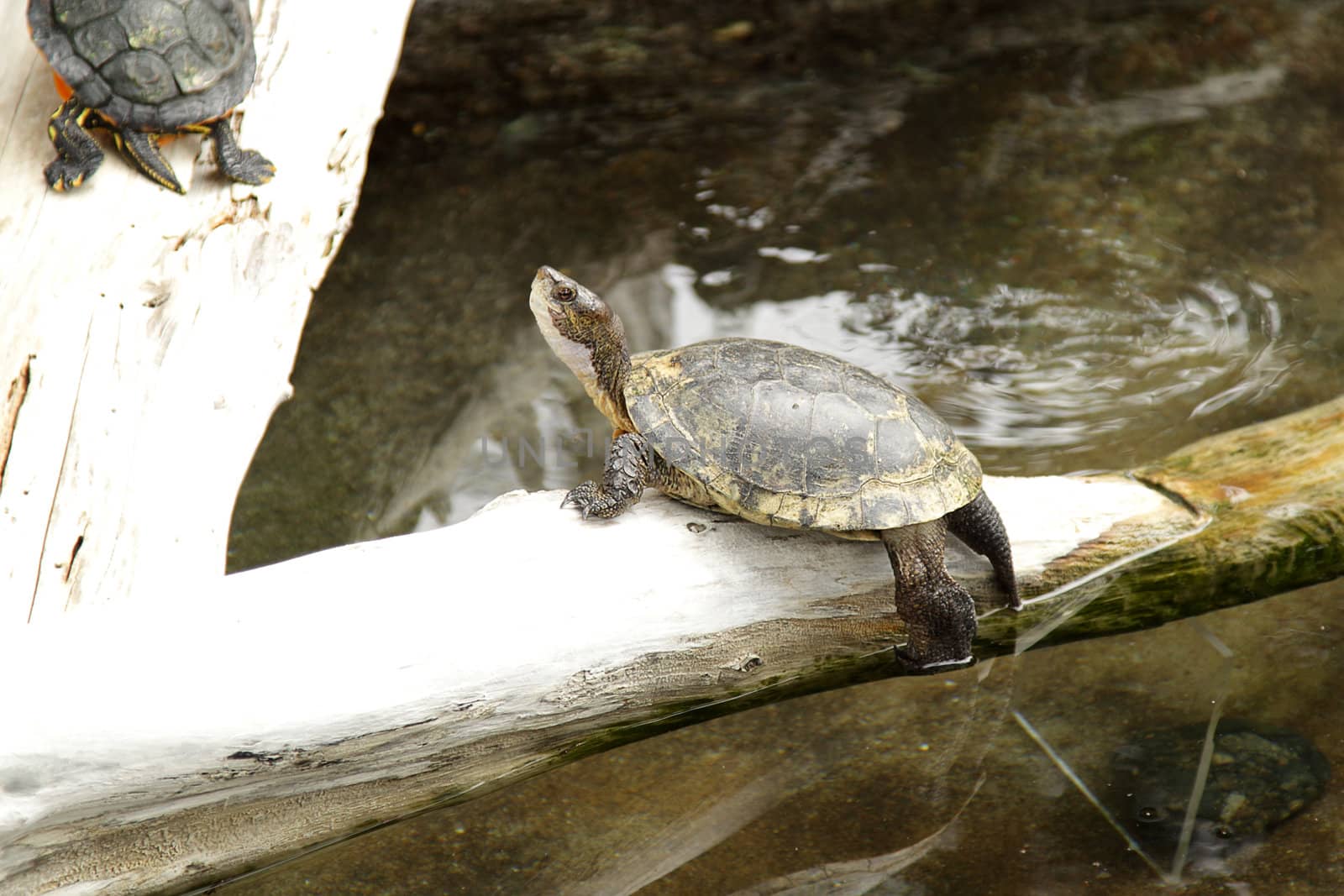 Photo of two turtles in the zoo