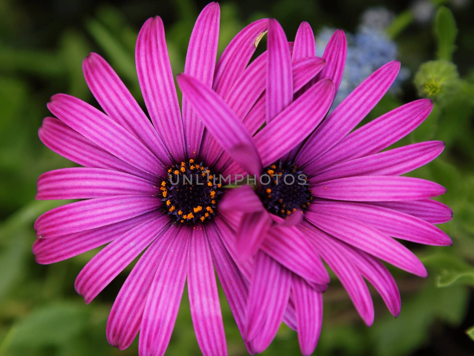 Two purple daisies grown togather in the garden