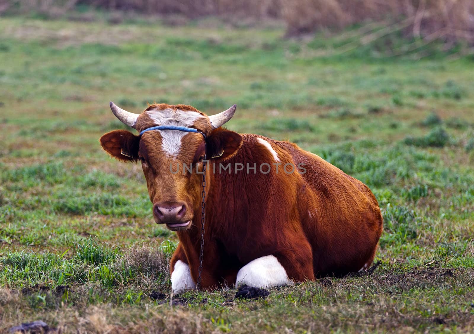 bull on grass by Discovod