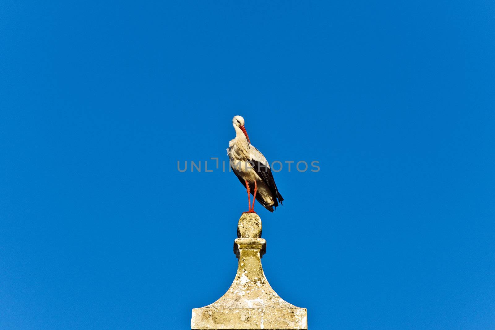 stork on the roof by Discovod