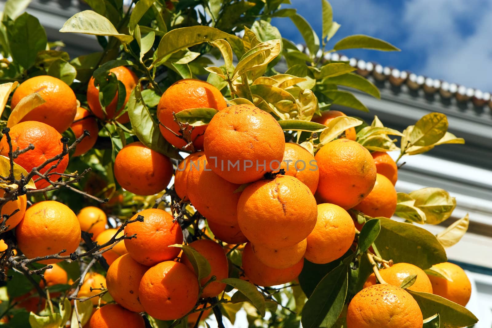 mandarin oranges on the tree with green leaves