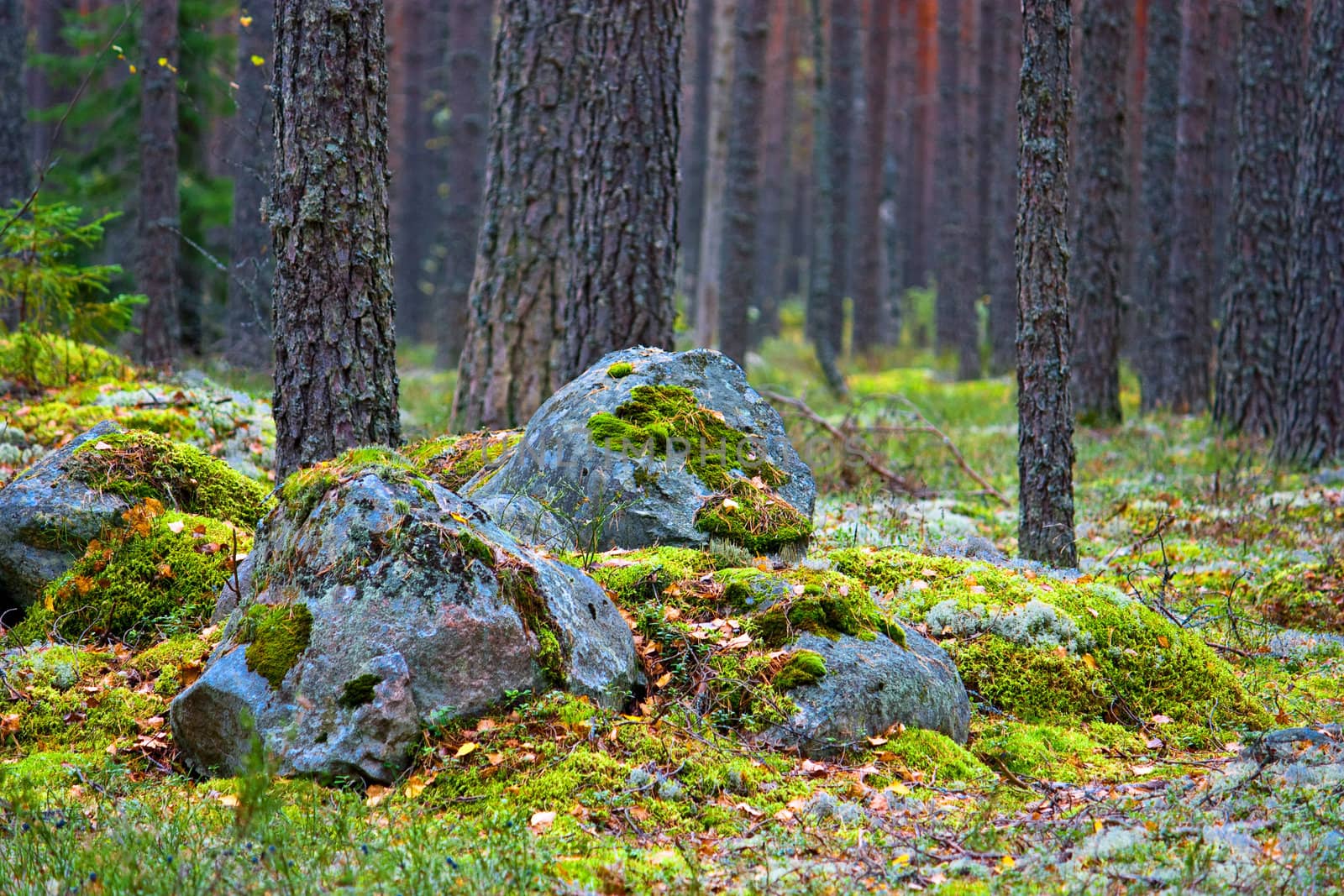 stones in forest by Discovod