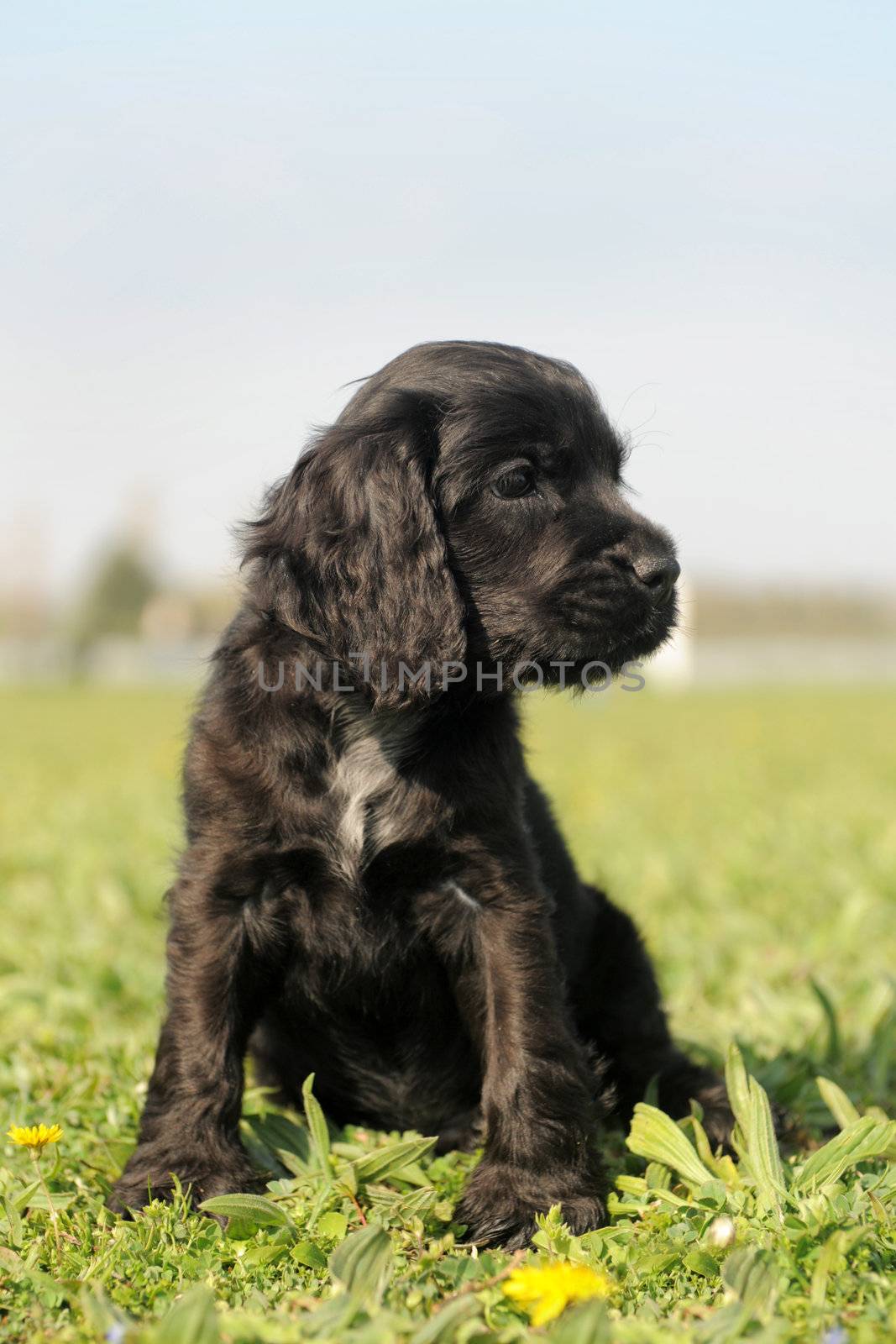 portrait of a puppy purebred english cocker in a field