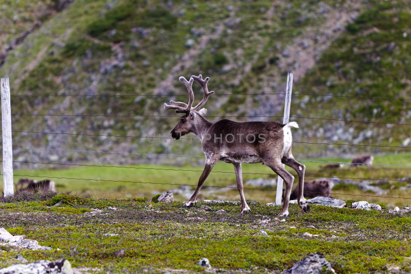 Reindeer graze on the tundra by Discovod