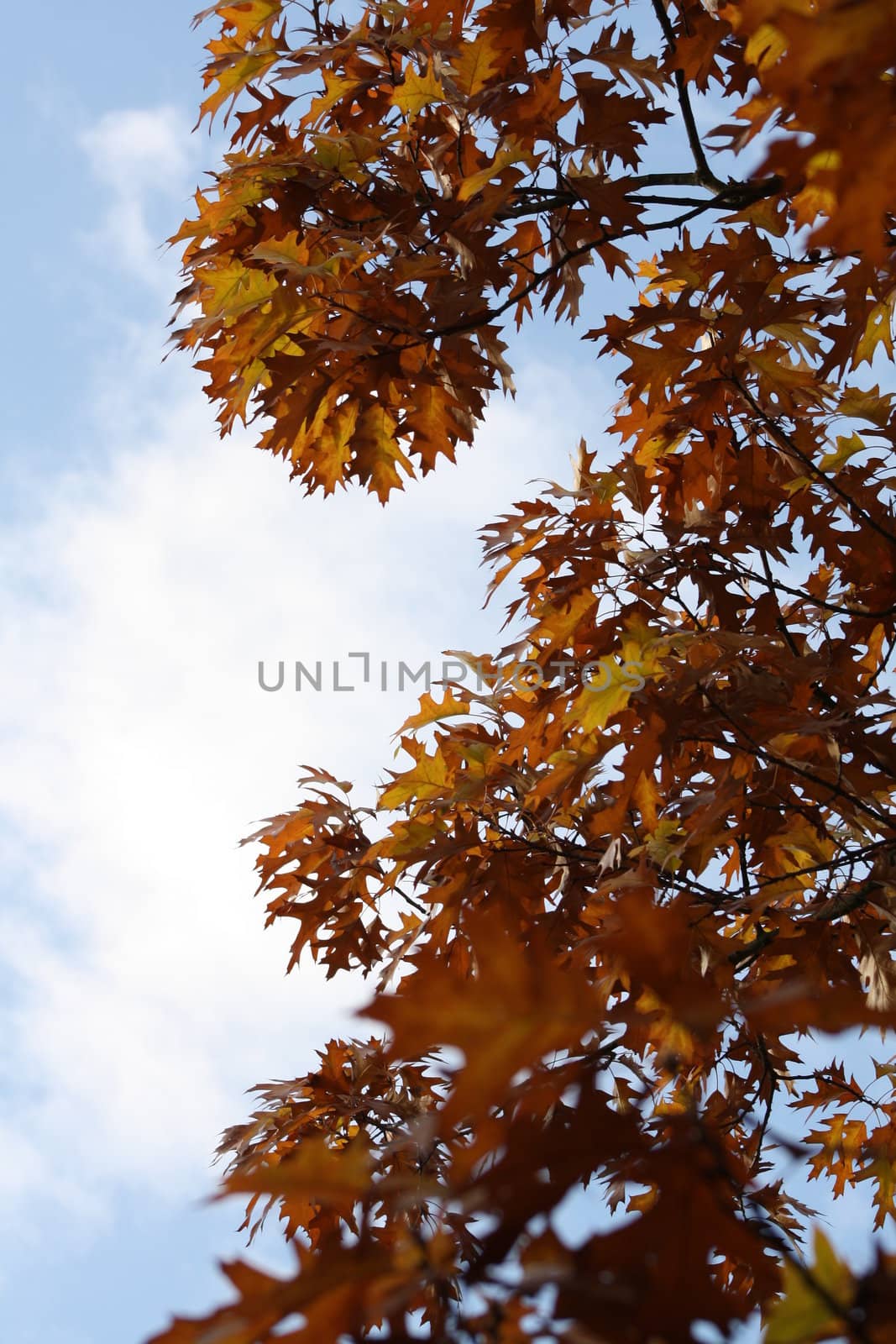 Autumn by photochecker