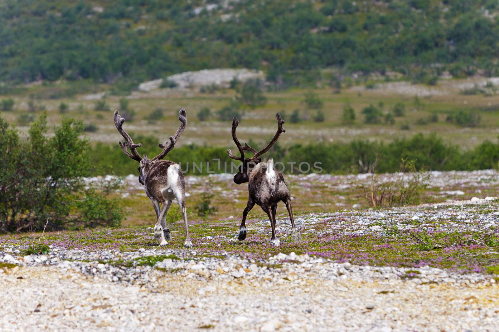 Reindeer running on the tundra by Discovod