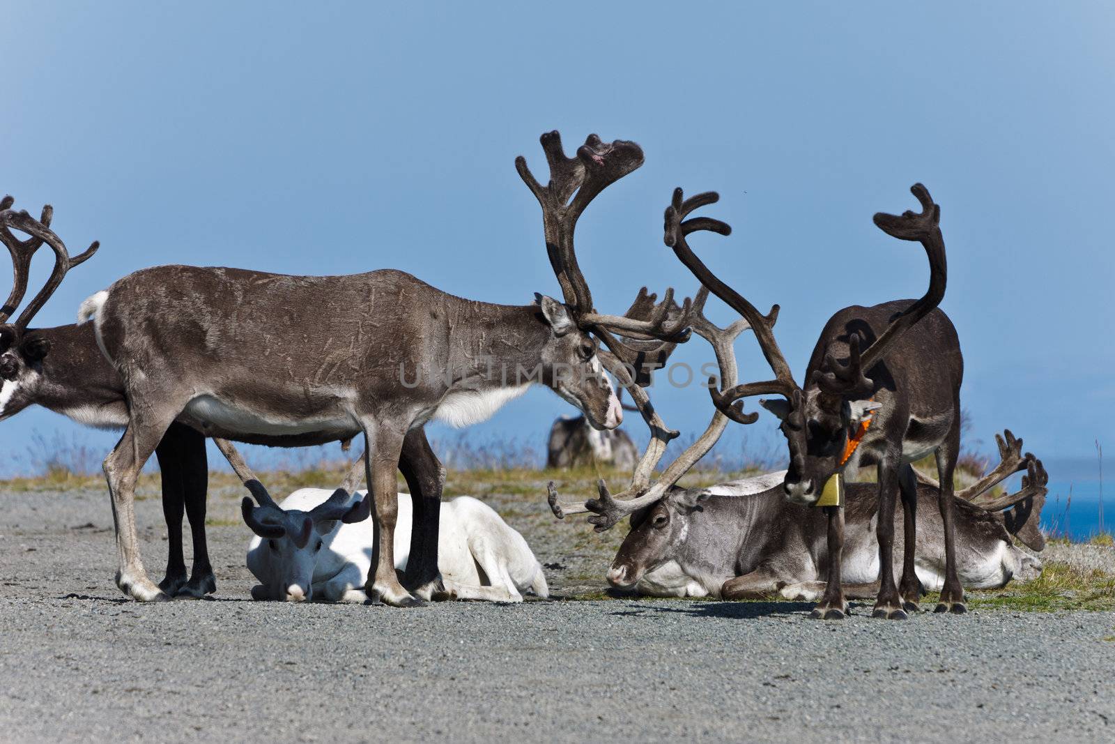 group reindeer a rest, Norway