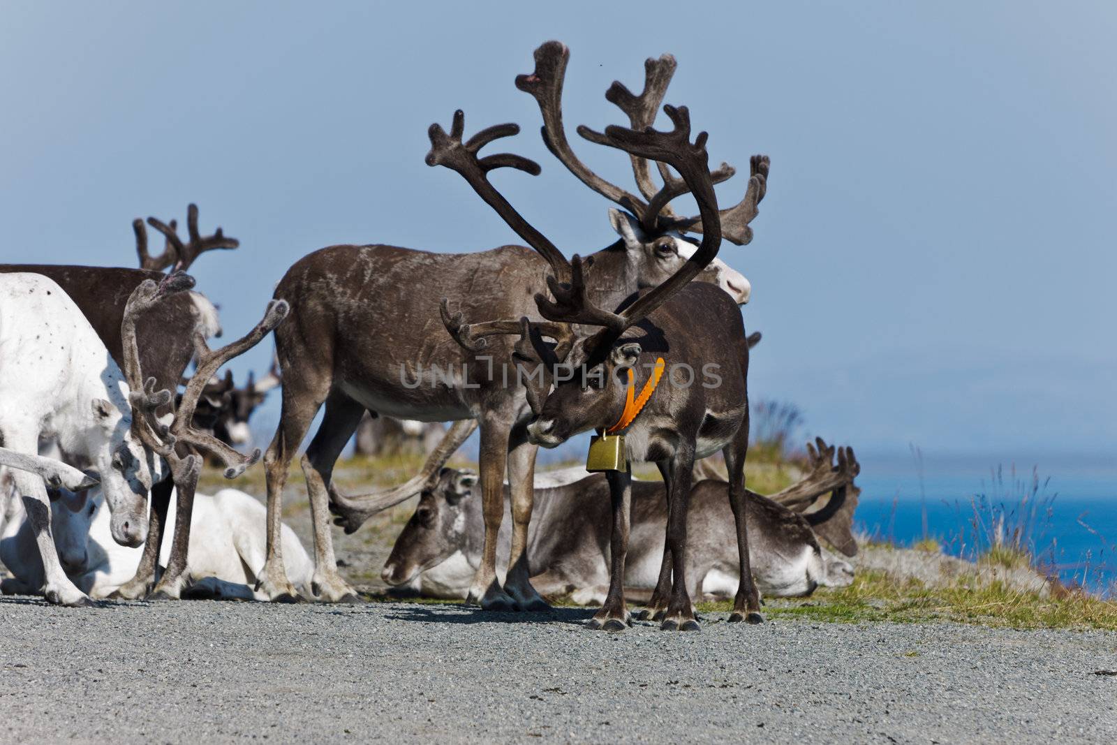 the reindeer a rest, Norway by Discovod