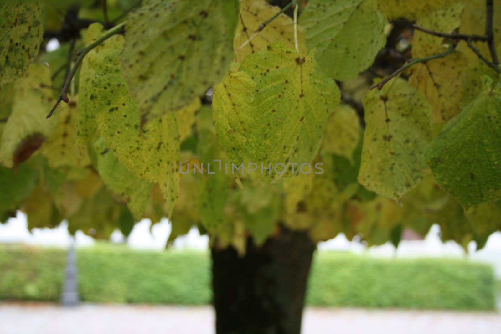 Beautiful colorful fall foliage in autumn