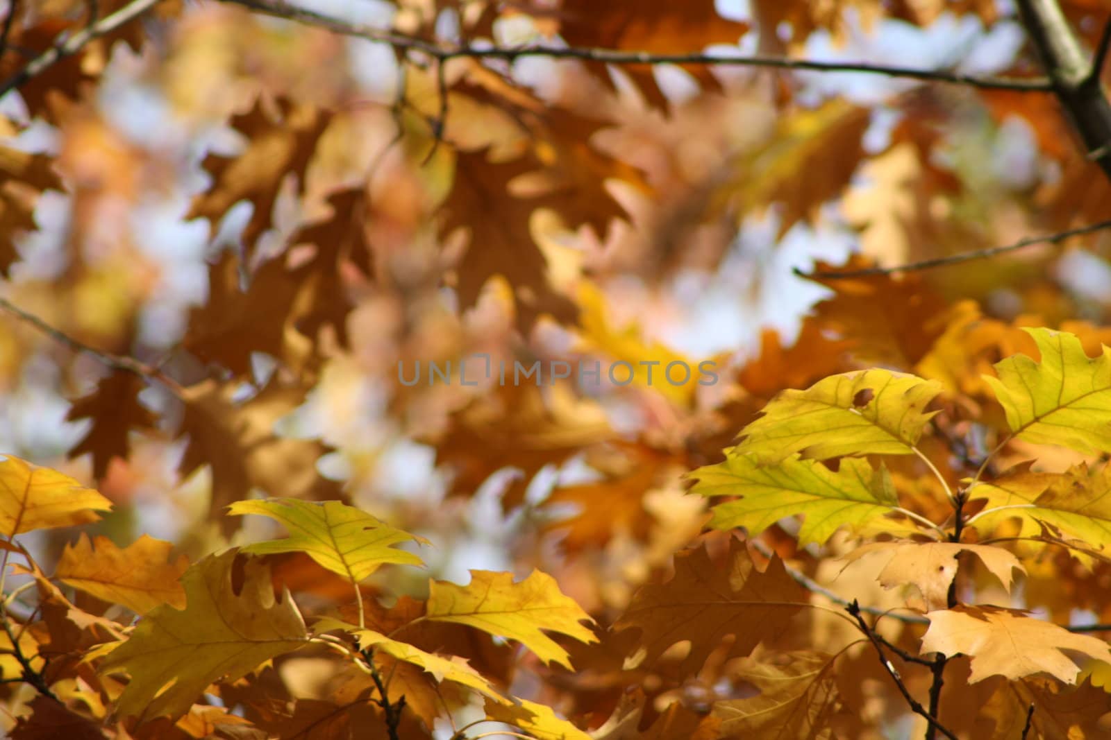 Yellow autumn leaves by photochecker