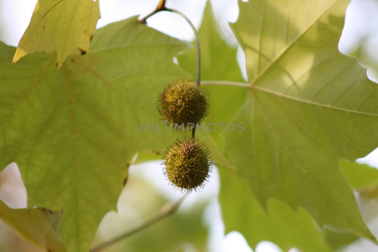 Green Autumn Leaves by photochecker