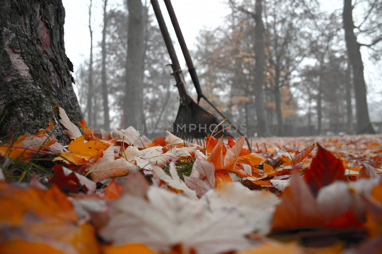 Beautiful colorful fall foliage in autumn