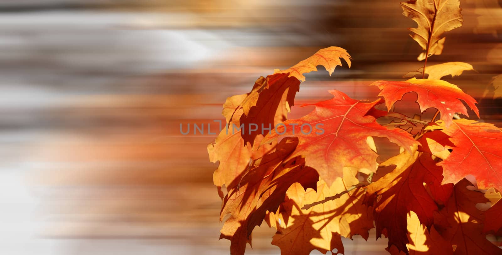 Golden leaves by photochecker