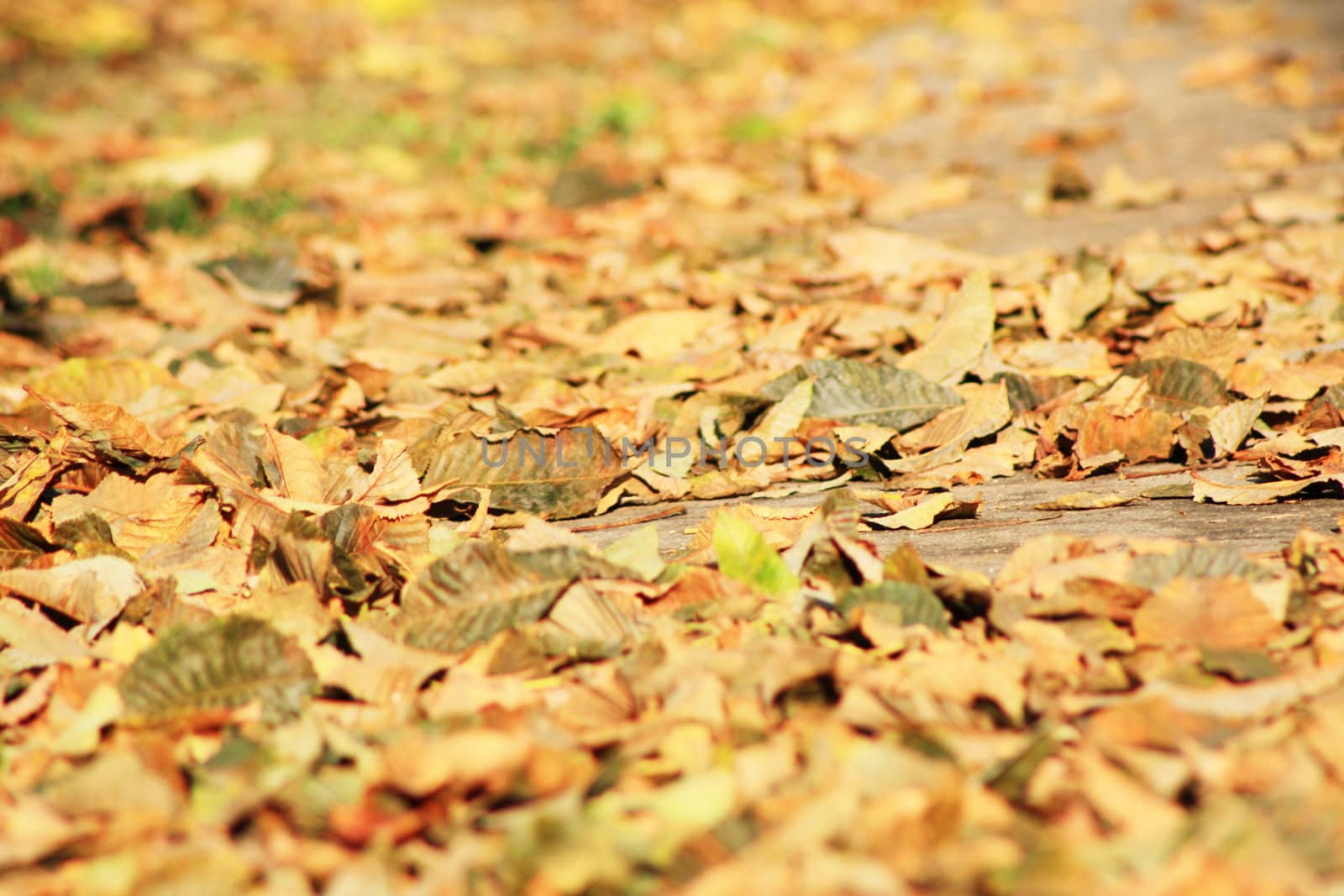 Beautiful colorful fall foliage in autumn