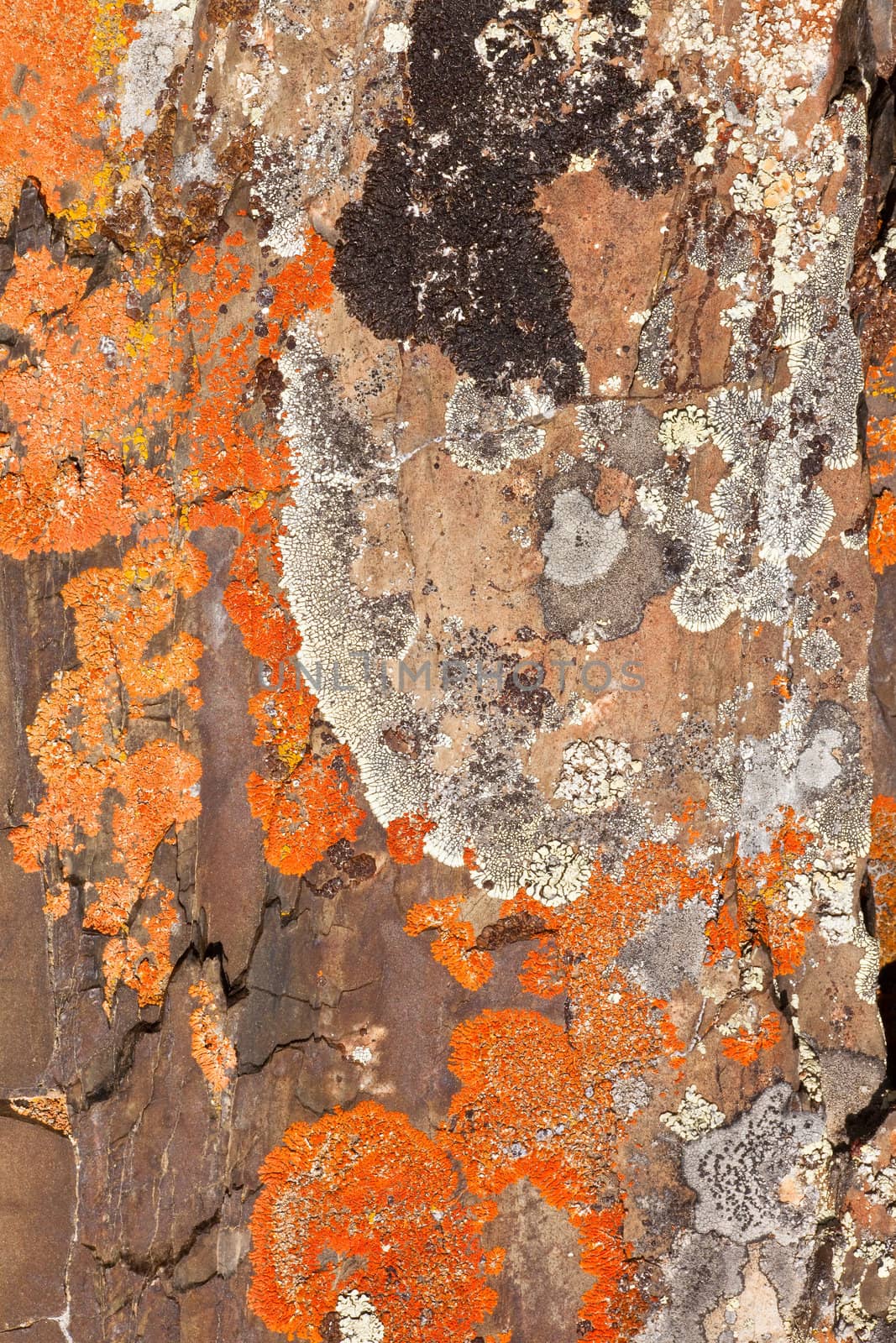 Close-up of lichen cover growing on rock surface