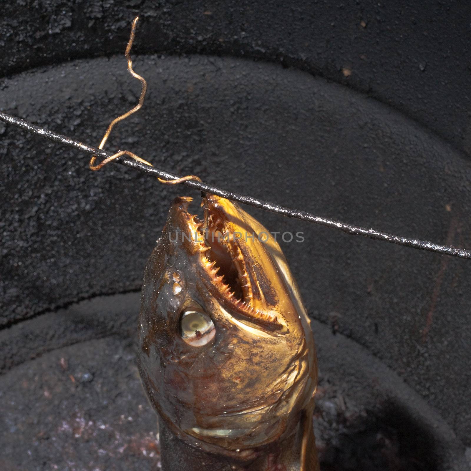 Lake Trout being smoked in smoker