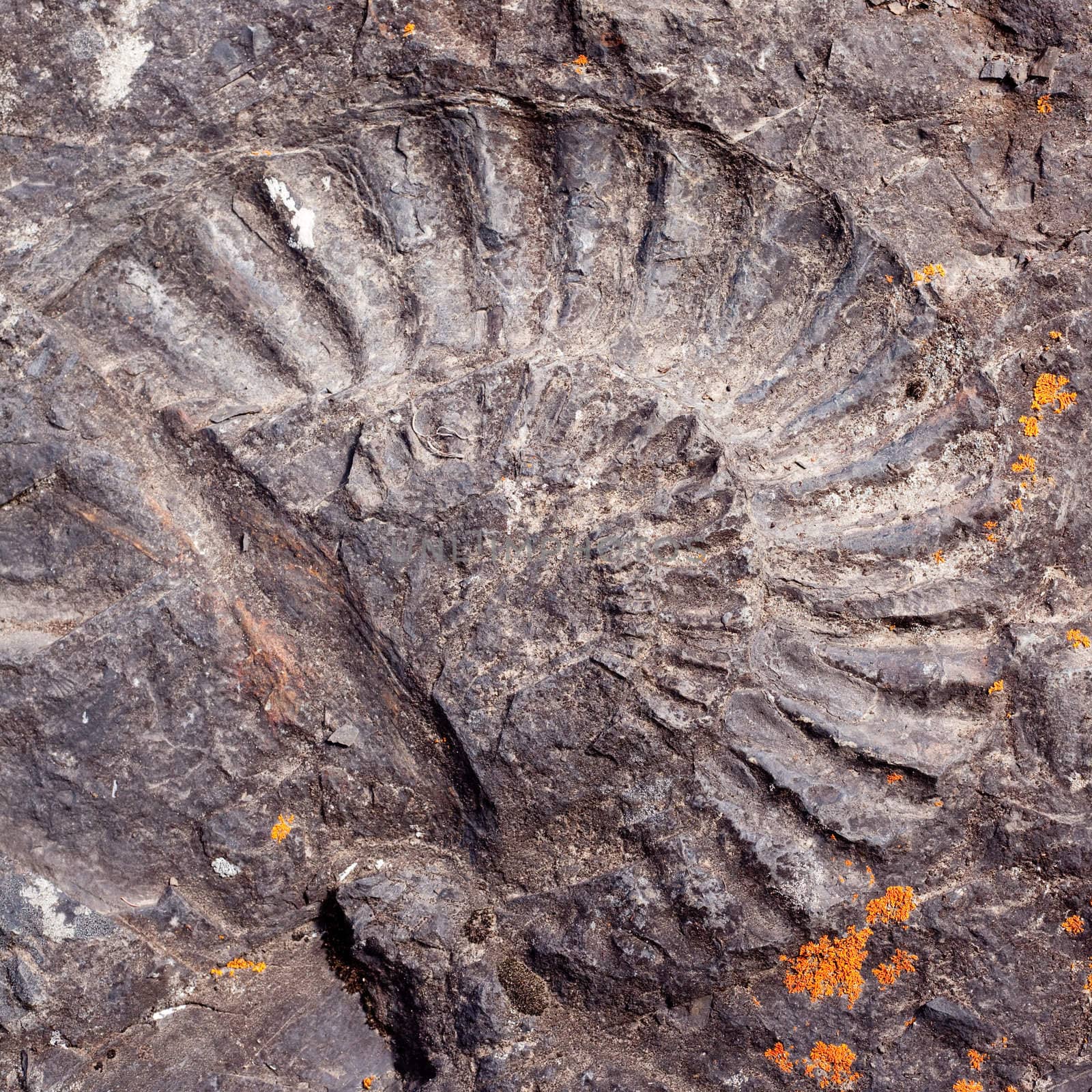 Big fossilized ammonite by PiLens