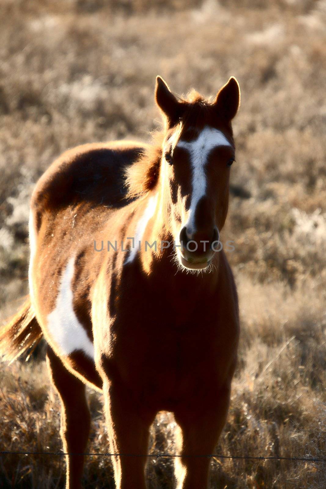 Pinto  horse in summer pasture